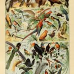 BIRDS (Oiseaux) Circa 1897