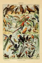 BIRDS (Oiseaux) Circa 1897