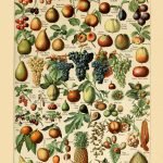 FRUITS circa 1897