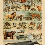 ANIMALS (Mamiferes) Circa 1897