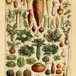LEGUMES (Vegetables) Circa 1897