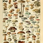 MUSHROOMS (Champignons) Circa 1897