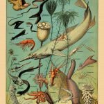 OCEANOGRAPHY (Oceanographie) Circa 1897