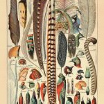 FEATHERS (Plumes) Circa 1897