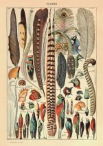 FEATHERS (Plumes) Circa 1897