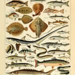 FISHES (Poissons) Circa 1897