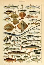 FISHES (Poissons) Circa 1897