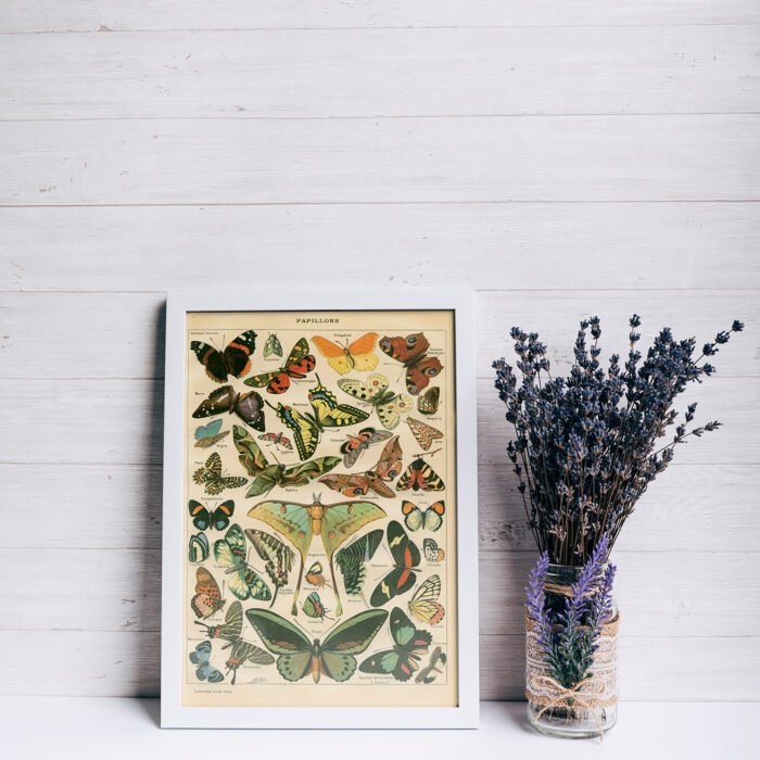 BUTTERFLIES (Papillons) Circa 1897 - Image 2