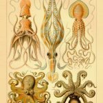 OCTOPUS (Gamochonia) circa 1899