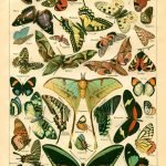BUTTERFLIES (Papillons) Circa 1897