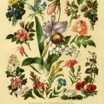 FLOWERS Circa 1906