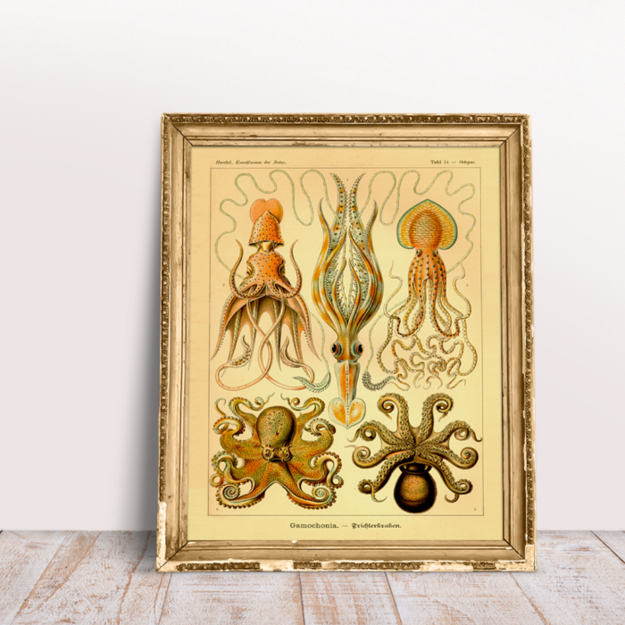 OCTOPUS (Gamochonia) circa 1899 - Image 2