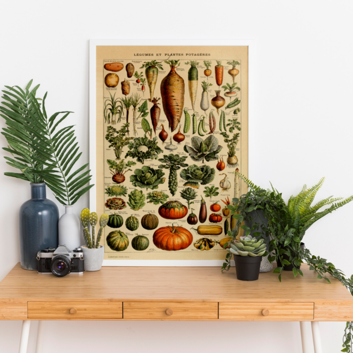 LEGUMES (Vegetables) Circa 1897 - Image 2