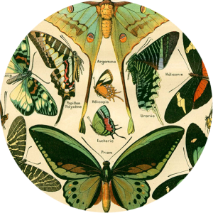 Unique Vintage Illustrations