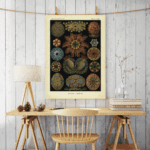 ASCIDIAE, Sea Squirts - circa1904 - Image 2