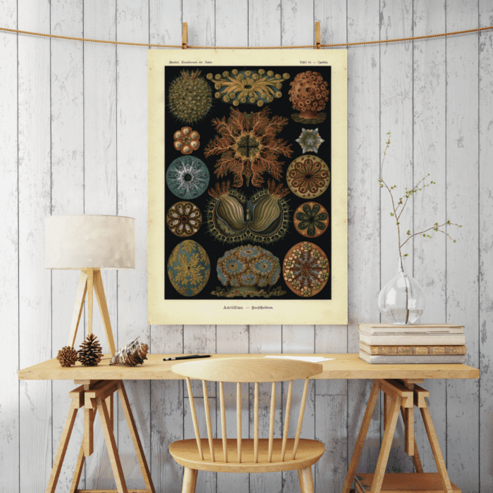 ASCIDIAE, Sea Squirts - circa1904 - Image 2