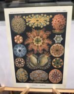 ASCIDIAE, Sea Squirts - circa1904 - Image 3