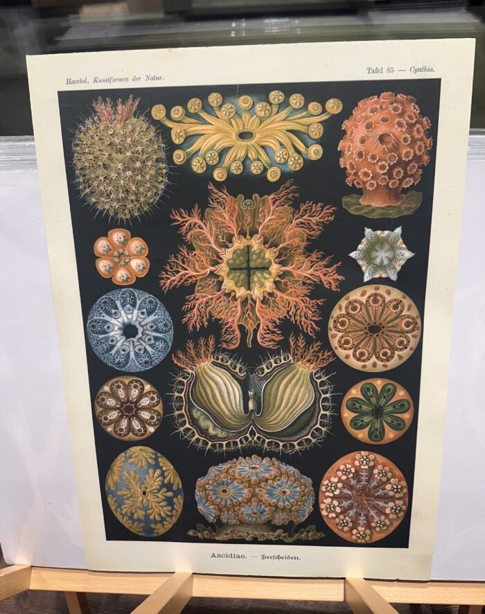 ASCIDIAE, Sea Squirts - circa1904 - Image 3