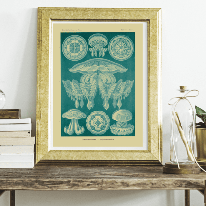 DISCOMEDUSAE, Circa 1904 - Blue Poster - Image 2