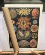 ASCIDIAE, Sea Squirts - circa1904 - Image 4