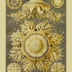 DISCOMEDUSAE, Circa 1904 - Gold Poster