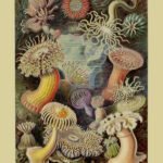 ACTINAE, Sea Anemones. Circa 1904