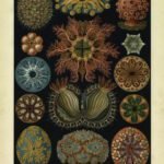 ASCIDIAE, Sea Squirts - circa1904