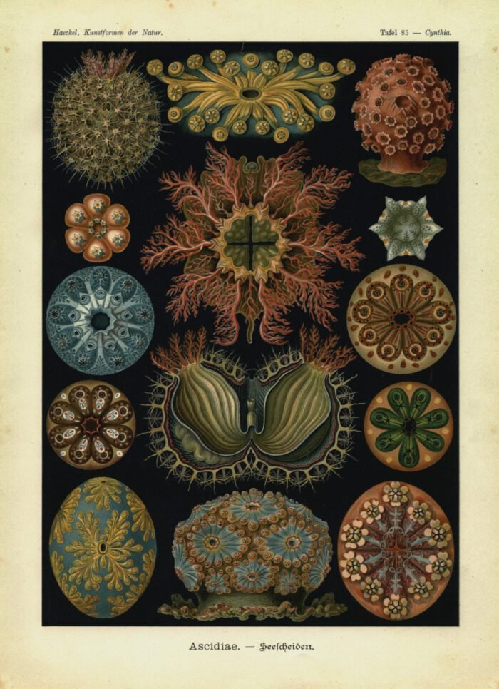 ASCIDIAE, Sea Squirts - circa1904 - Image 1