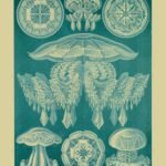 DISCOMEDUSAE, Circa 1904 - Blue Poster
