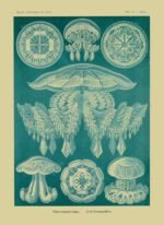 DISCOMEDUSAE, Circa 1904 - Blue Poster