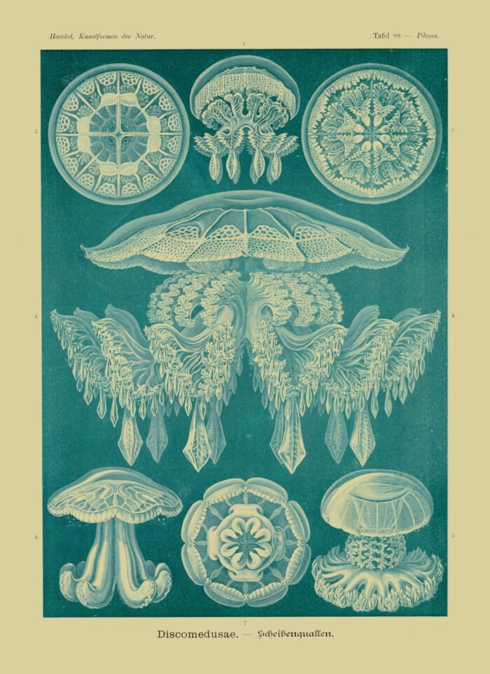 DISCOMEDUSAE, Circa 1904 - Blue Poster - Image 1