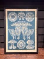 DISCOMEDUSAE, Circa 1904 - Blue Poster - Image 3