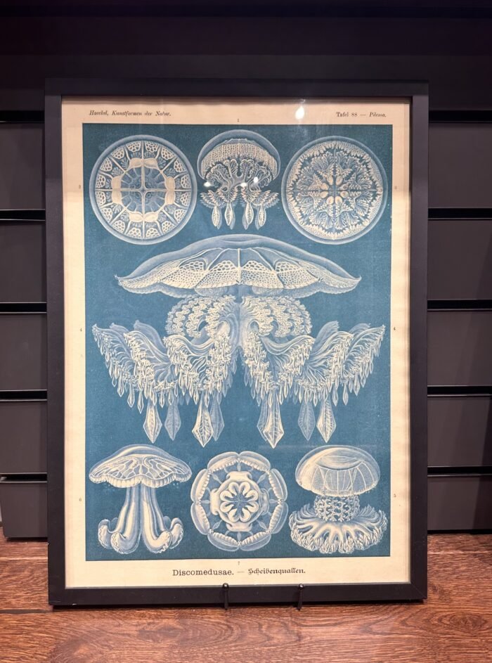 DISCOMEDUSAE, Circa 1904 - Blue Poster - Image 3