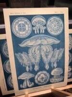 DISCOMEDUSAE, Circa 1904 - Blue Poster - Image 4