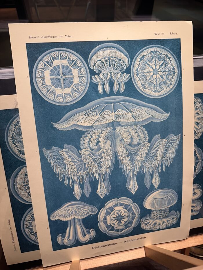 DISCOMEDUSAE, Circa 1904 - Blue Poster - Image 4